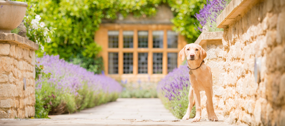 10 of the world’s most pet-friendly hotels