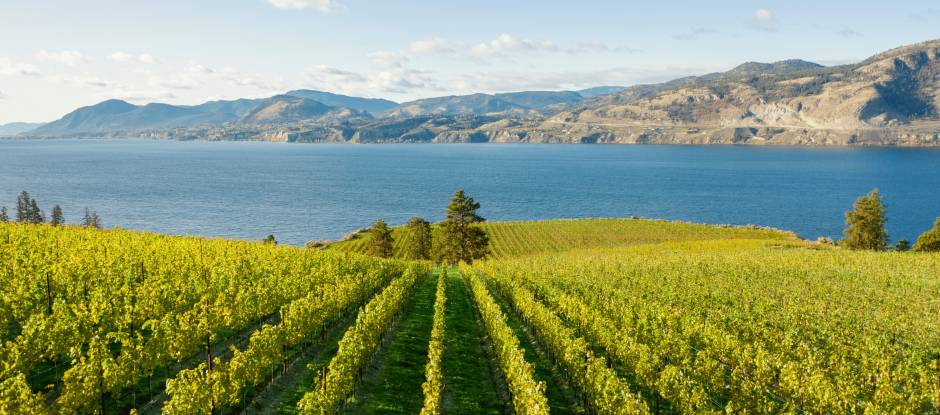 Cool-climate wines are the toast of the summer – here are 5 top bottles to try