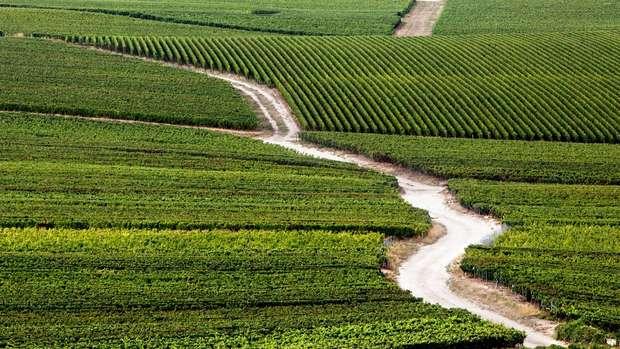 Maison Ruinart Image 3