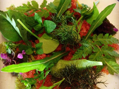 66-Amass-sour-pancake-lumpfish-roe-wild-herbs