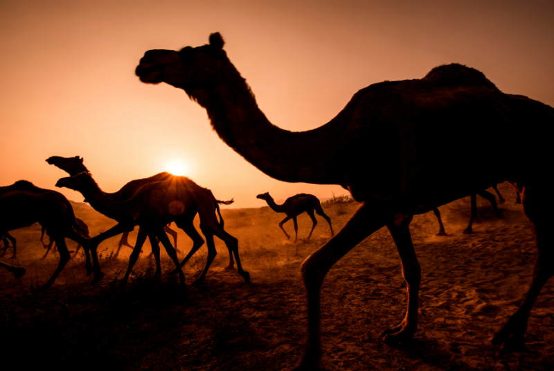 16-camel-racing