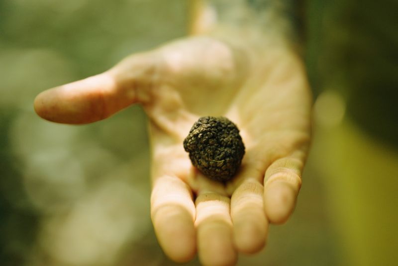 Istria-article-copy-truffle-1